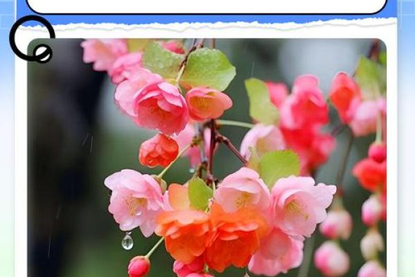 海棠花风水_家里养海棠花好吗
