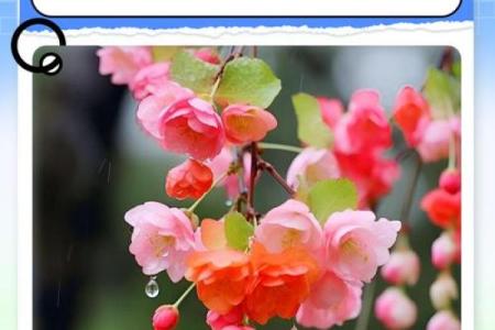 海棠花风水_家里养海棠花好吗