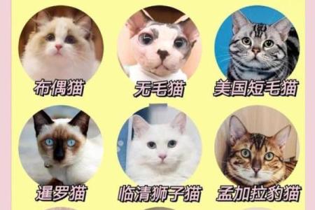 十二星座最适合养什么恐怖动物