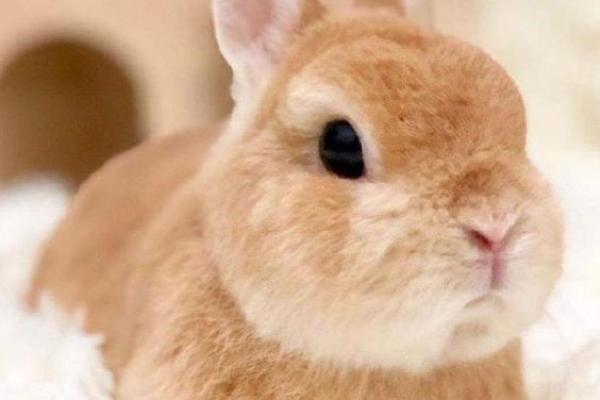 最适合养兔子的星座