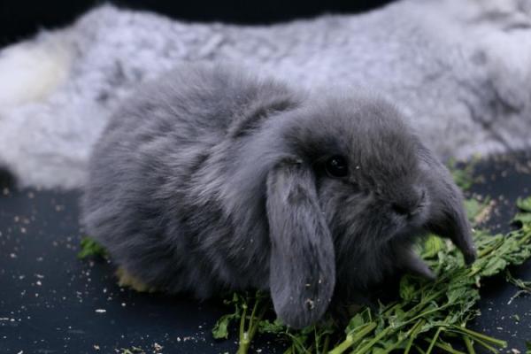 最适合养兔子的星座