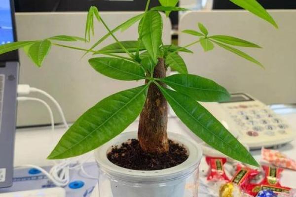 职场要注意,附基本的风水常识 职场要注意,附基本的风水常识