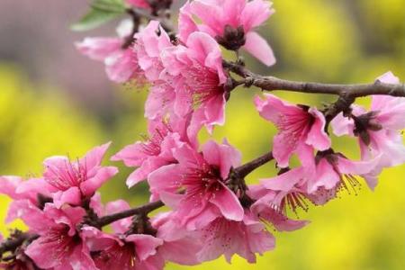 浅谈关于十二星座中的桃花 拥有着什么类型的桃花命