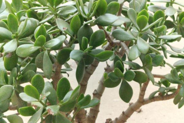 玻璃房子风水植物图片