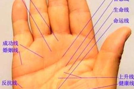 男人断掌手纹算命图解