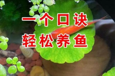 养鱼技术有决窍, 八字精华要记牢