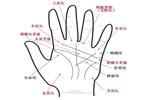 手相算命,从手相看你聪明度有多高? 手相算命,从手相看你聪明度有多高?