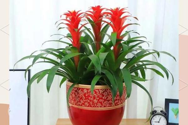 办公室摆放植物有什么风水讲究