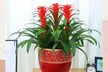 办公室摆放植物有什么风水讲究