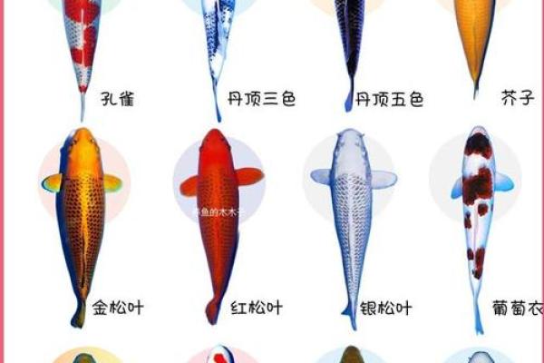 锦鲤风水_锦鲤养13条是什么意思