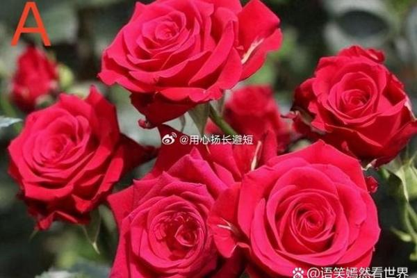 心理测试:你最想把哪束花摆在客厅里,测出你一生的命运如何 心理测试:你最想把哪束花摆在客厅里,测出你一生的命运如何