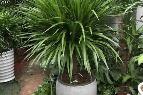 植物风水也有重要作用 推荐几种旺宅的植物