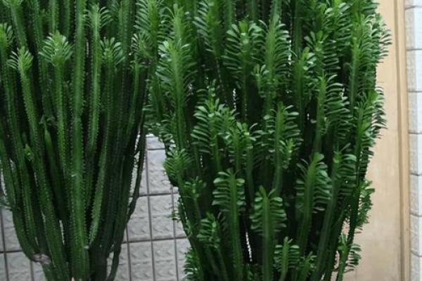 植物风水也有重要作用 推荐几种旺宅的植物