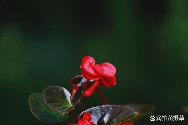 海棠花的风水_龙翅海棠开花寓意