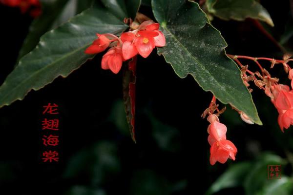 海棠花的风水_龙翅海棠开花寓意