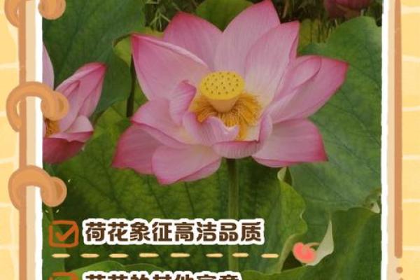 荷花的寓意风水作用