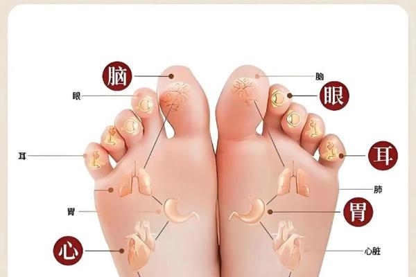 女人脚纹算命图解,脚丑的女人的命运