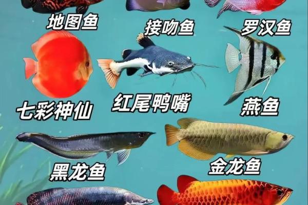 风水鱼应该养几条五行来论凶吉