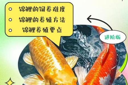 风水鱼应该养几条五行来论凶吉