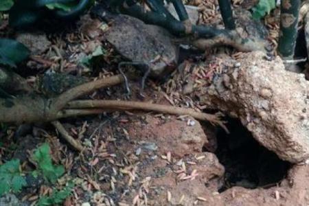 祖坟风水出现蛇鼠洞如何处理？