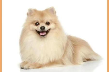 上午出生的属狗男孩如何取名，适合什么字姓名