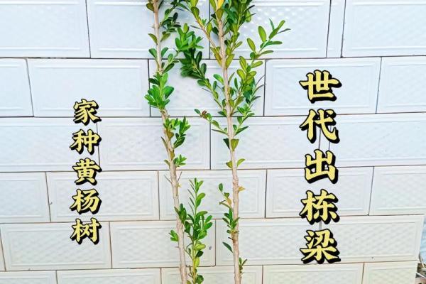 风水房子上长树