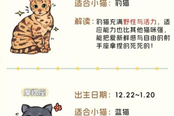 十二星座养什么猫适合 十二星座养什么猫适合
