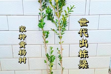 风水房子上长树