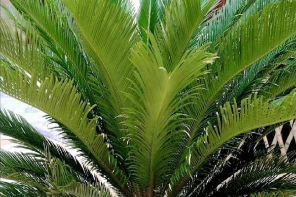 风水上松柏放在阳台和院子可镇宅旺财 风水上松柏放在阳台和院子可镇宅旺财