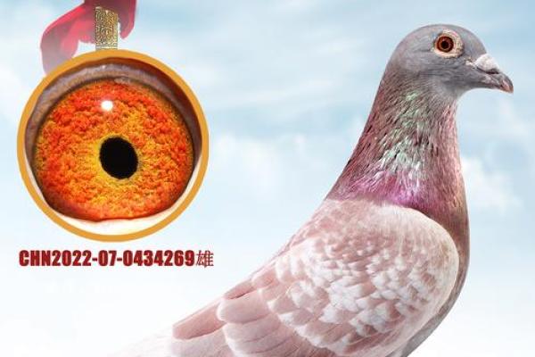 养鸽子与风水家庭和谐的源泉 养鸽子与风水家庭和谐的源泉