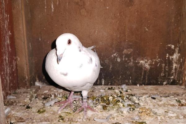 养鸽子与风水家庭和谐的源泉 养鸽子与风水家庭和谐的源泉