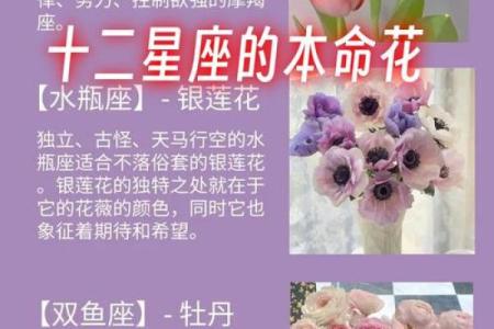 十二星座代表花都有哪些呢