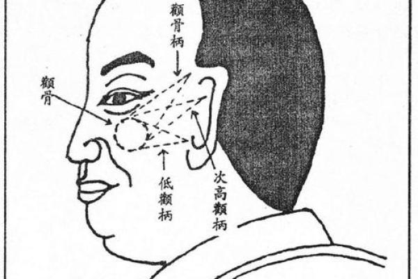 颧骨面相 颧骨面相算命图解 颧骨面相 颧骨面相算命图解