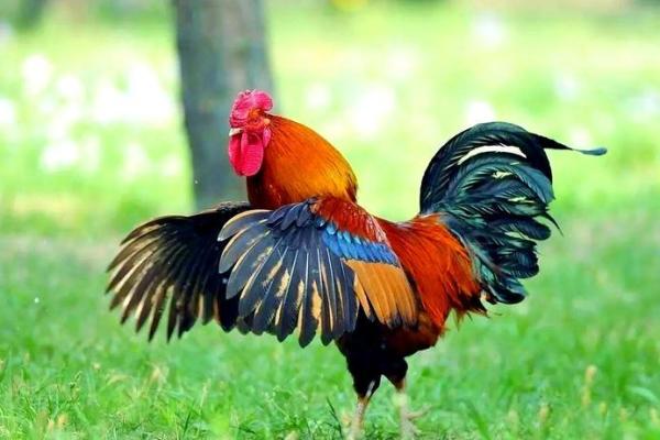 八字开心 八字开心