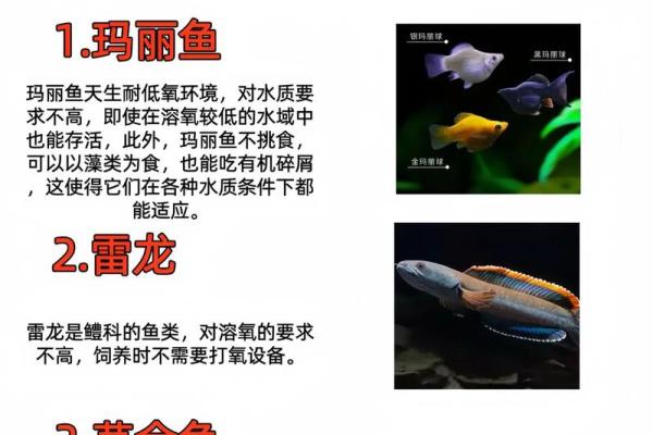 我是做生意的.怎样养风水鱼？