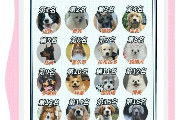 狗的十二星座性格特点大全