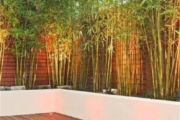 老房子里种什么好看风水